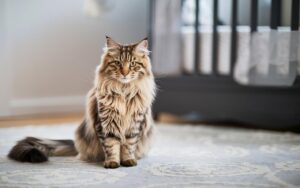 “Arriva il bebè e temo la reazione del mio gatto”: come garantire una convivenza serena?